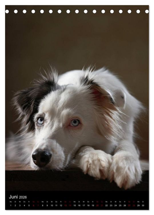 Produktbild: Geliebte Aussies - Australian Shepherds im Portrait (Tischkalender 2026 DIN A5 hoch), CALVENDO Monatskalender