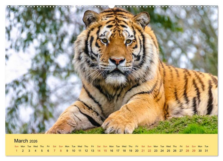 Produktbild: Just Big Cats (High Quality Premium Wall Calendar 2026 DIN A2 landscape),CALVENDO 12 Month Wall Calendar