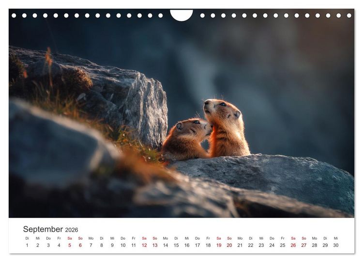 Produktbild: Alpenpl&uuml;sch - Mit Murmeltieren durchs Jahr (Wandkalender 2026 DIN A4 quer), CALVENDO Monatskalender