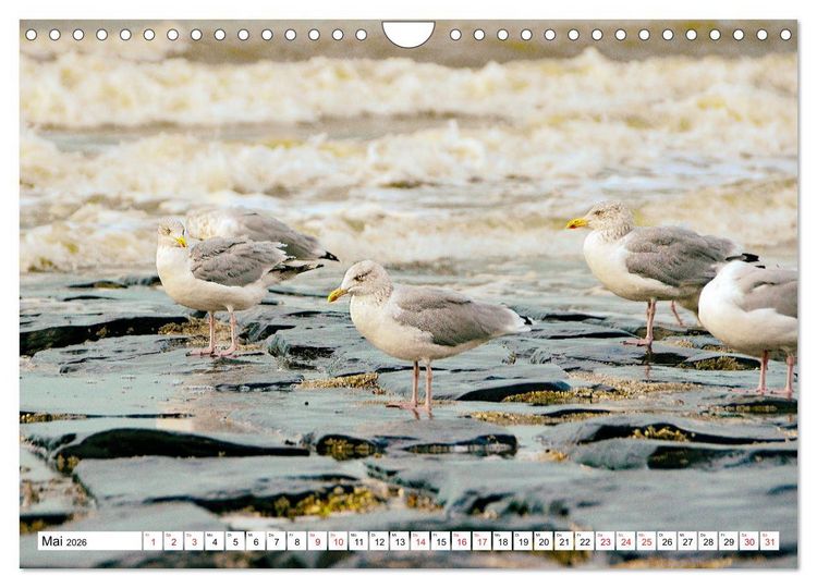 Produktbild: Blankenberge - belgischer K&uuml;stenort (Wandkalender 2026 DIN A4 quer), CALVENDO Monatskalender
