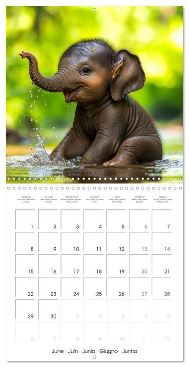 Produktbild: Baby Elephant Adventures (Wall Calendar 2026 12 &times; 12 Inch) CALVENDO 12 Month Wall Calendar