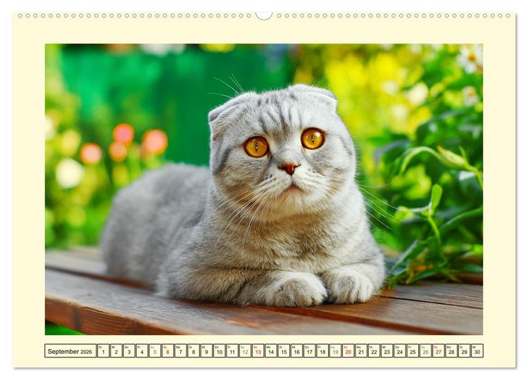 Produktbild: Scottish Fold. Zauberhafte Faltohrkatzen im Garten (hochwertiger Premium Wandkalender 2026 DIN A2 quer), Kunstdruck in Hochglanz