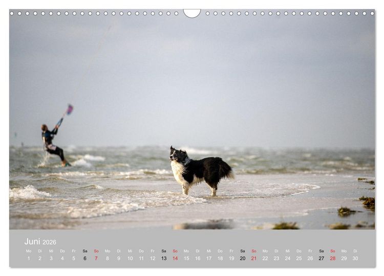 Produktbild: Australian Shepherd 2026 (Wandkalender 2026 DIN A3 quer), CALVENDO Monatskalender