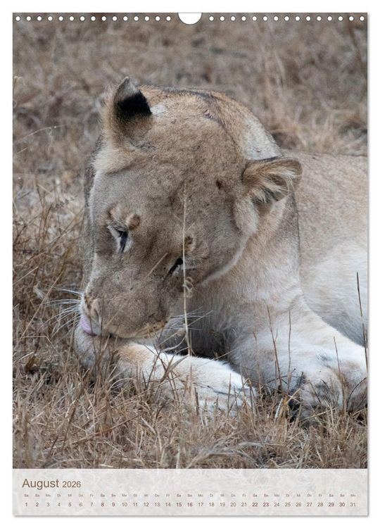 Produktbild: L&ouml;wen in Sabi Sands (Wandkalender 2026 DIN A3 hoch), CALVENDO Monatskalender