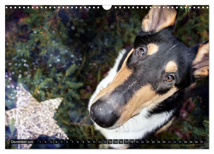 Produktbild: Smooth Collies (Wandkalender 2026 DIN A3 quer), CALVENDO Monatskalender