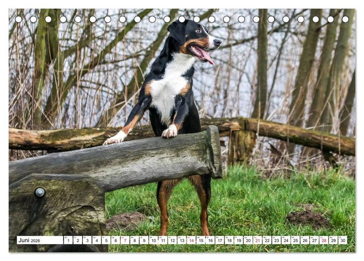 Produktbild: Appenzeller Sennenhunde (Tischkalender 2026 DIN A5 quer), CALVENDO Monatskalender