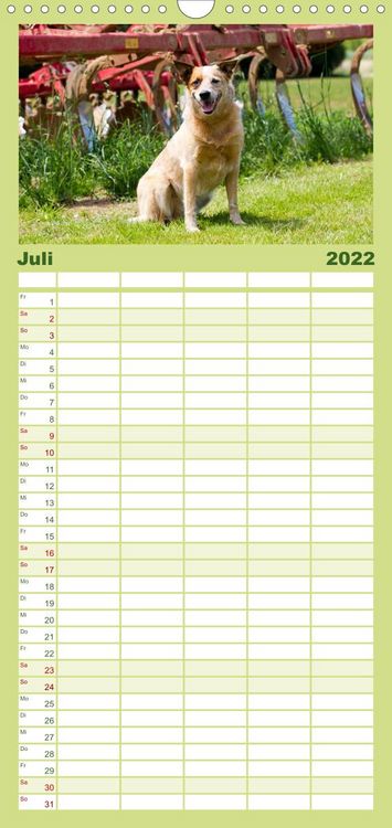 Produktbild: Familienplaner Faszinierende Australian Cattle Dogs (Wandkalender 2022 , 21 cm x 45 cm, hoch)