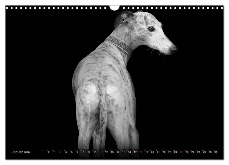 Produktbild: Galgo Espa&ntilde;ol - der spanische Windhund 2026 (Wandkalender 2026 DIN A3 quer), CALVENDO Monatskalender