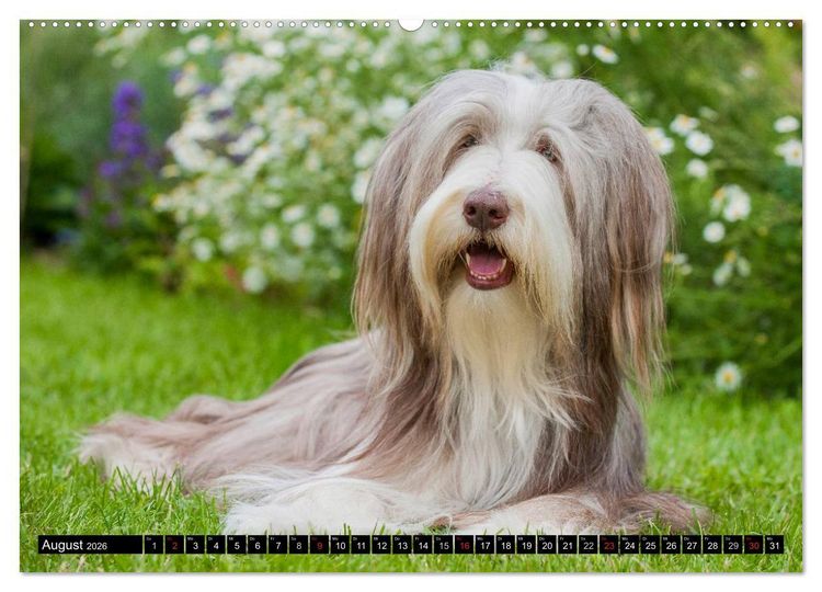 Produktbild: Liebenswerter Clown Bearded Collie (Wandkalender 2026 DIN A2 quer), CALVENDO Monatskalender