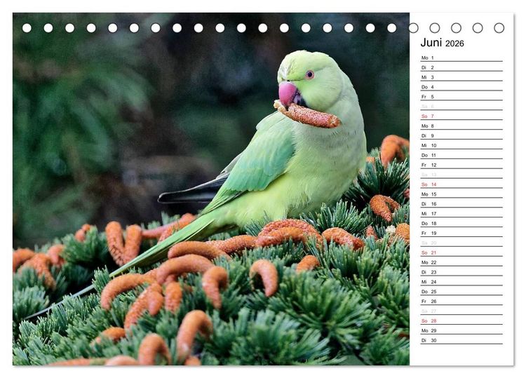 Produktbild: Unsere heimischen Gartenv&ouml;gel (Tischkalender 2026 DIN A5 quer), CALVENDO Monatskalender