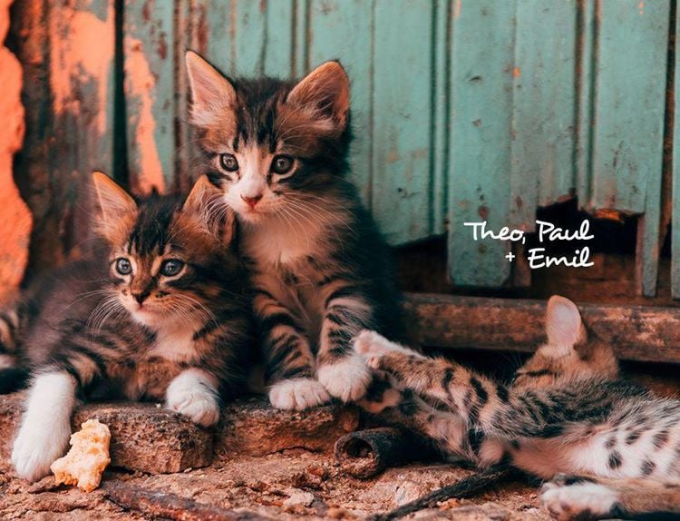 Produktbild: Katzen 2027 Eintragkalender