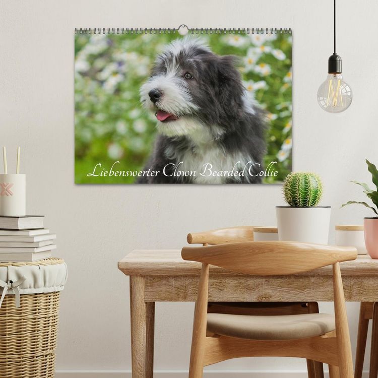 Produktbild: Liebenswerter Clown Bearded Collie (Wandkalender 2026 DIN A3 quer), CALVENDO Monatskalender