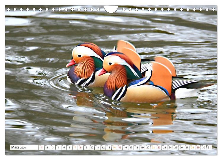 Produktbild: Mandarinenten, ein Farbtupfer auf allen Gew&auml;ssern. (Wandkalender 2026 DIN A4 quer), CALVENDO Monatskalender