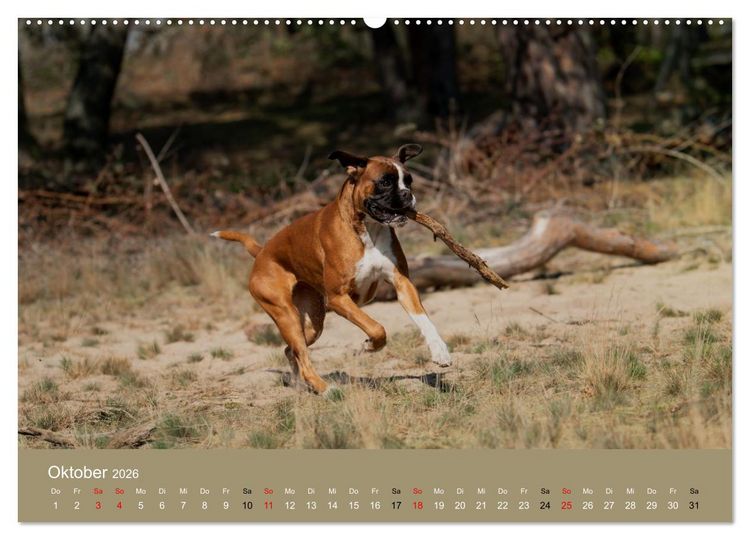 Produktbild: Boxer - charmante Herzensbrecher (Wandkalender 2026 DIN A2 quer), CALVENDO Monatskalender