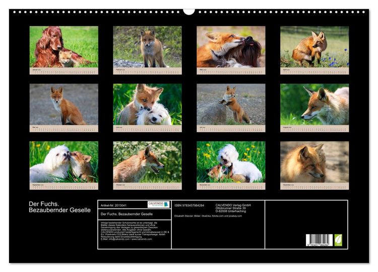 Produktbild: Der Fuchs. Bezaubernder Geselle (Wandkalender 2026 DIN A2 quer), CALVENDO Monatskalender