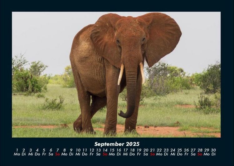Produktbild: Elefanten - Die sanften Riesen Afrikas 2025 Fotokalender DIN A4