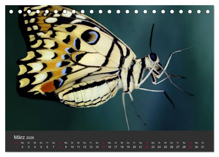 Produktbild: Schmetterlinge (Tischkalender 2026 DIN A5 quer), CALVENDO Monatskalender