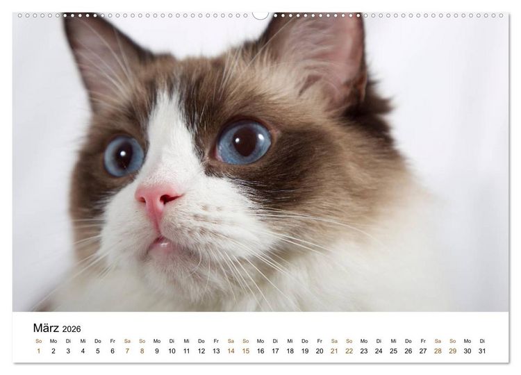 Produktbild: Ragdolls (hochwertiger Premium Wandkalender 2026 DIN A2 quer), Kunstdruck in Hochglanz