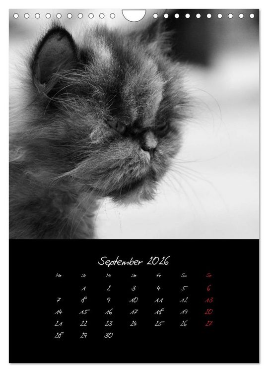 Produktbild: Katzenalltag 2026 (Wandkalender 2026 DIN A4 hoch), CALVENDO Monatskalender