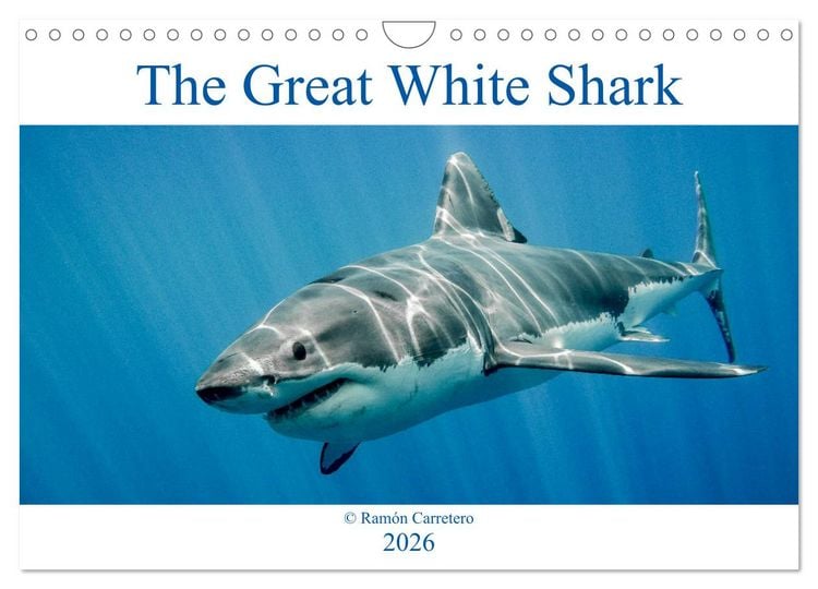 Produktbild: The Great White Shark: King of the Ocean (Wall Calendar 2026 DIN A4 landscape), CALVENDO 12 Month Wall Calendar