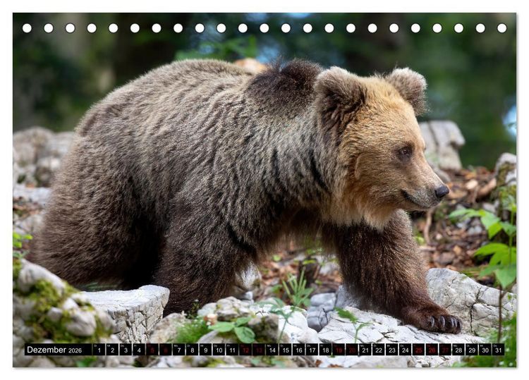 Produktbild: Lautlos in den W&auml;ldern Sloweniens (Tischkalender 2026 DIN A5 quer), CALVENDO Monatskalender