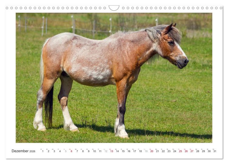 Produktbild: Der Pferdekalender (Wandkalender 2026 DIN A3 quer), CALVENDO Monatskalender