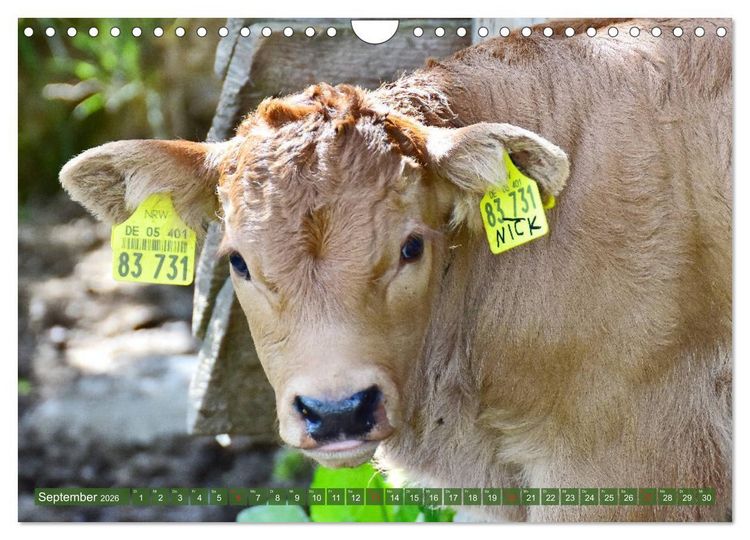 Produktbild: Eifeler Kuhwiesen (Wandkalender 2026 DIN A4 quer), CALVENDO Monatskalender