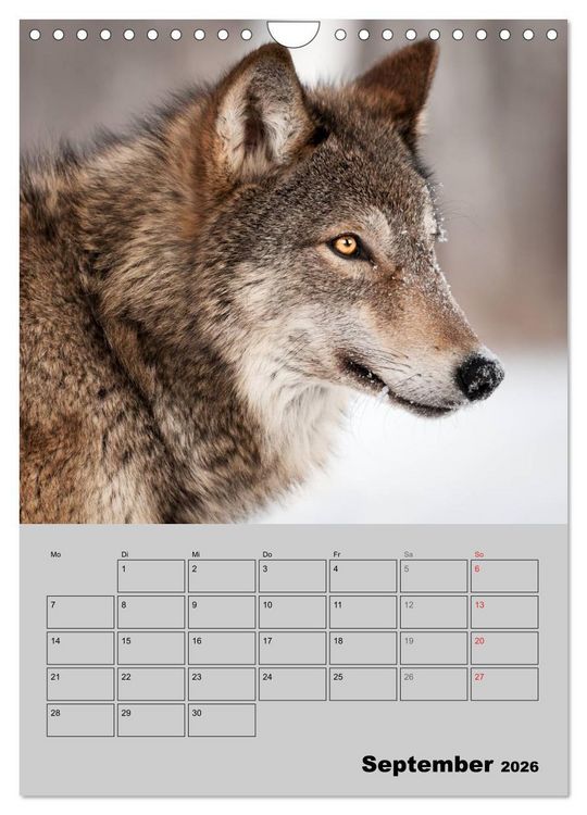 Produktbild: Wolf-Gesichter (Wandkalender 2026 DIN A4 hoch), CALVENDO Monatskalender