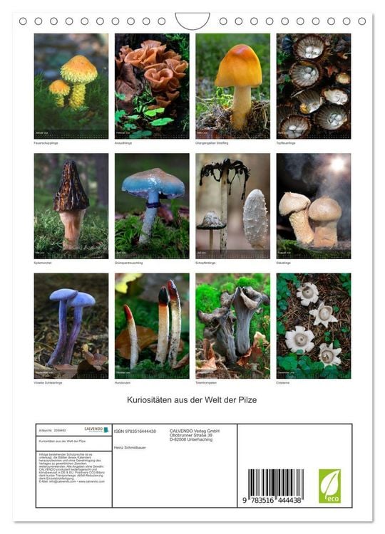 Produktbild: Kuriosit&auml;ten aus der Welt der Pilze (Wandkalender 2026 DIN A4 hoch), CALVENDO Monatskalender