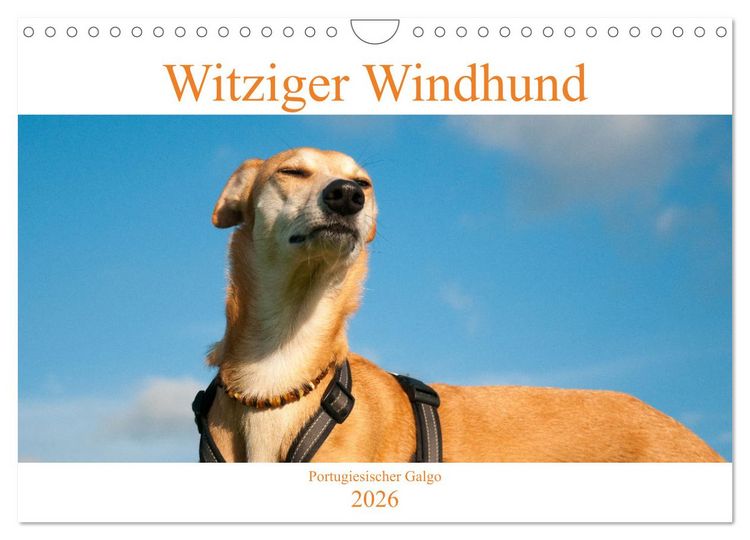 Produktbild: Witziger Windhund - Portugiesischer Galgo (Wandkalender 2026 DIN A4 quer), CALVENDO Monatskalender
