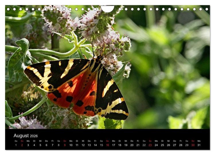Produktbild: Heimische Schmetterlinge (Wandkalender 2026 DIN A4 quer), CALVENDO Monatskalender