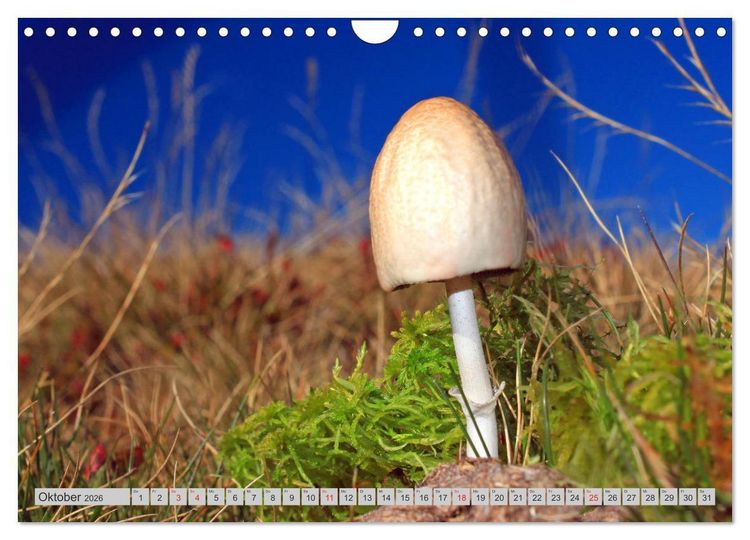 Produktbild: Pilze & Schwammerln (Wandkalender 2026 DIN A4 quer), CALVENDO Monatskalender