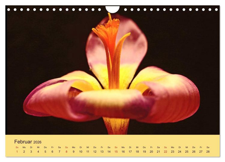 Produktbild: Fantastische Reise in die Welt der Blumen (Wandkalender 2026 DIN A4 quer), CALVENDO Monatskalender