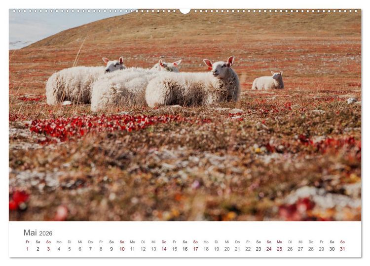 Produktbild: Schafe - Weich und wollig (hochwertiger Premium Wandkalender 2026 DIN A2 quer), Kunstdruck in Hochglanz