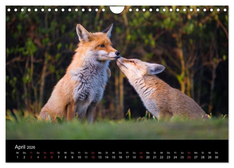 Produktbild: Joni, der kleine Fuchs (Wandkalender 2026 DIN A4 quer), CALVENDO Monatskalender