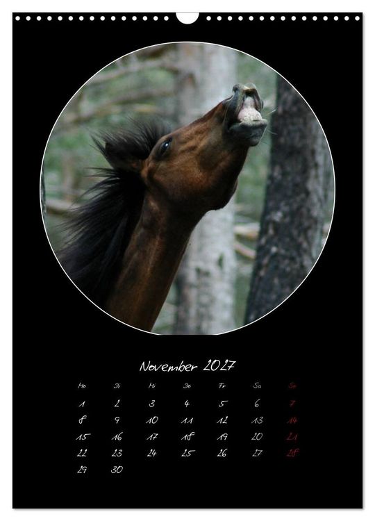 Produktbild: Crazy horses (Wandkalender 2027 DIN A3 hoch), CALVENDO Monatskalender