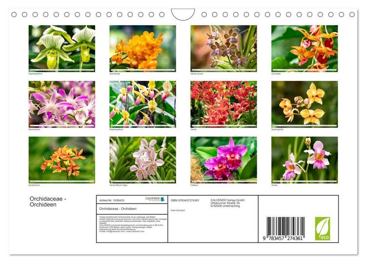 Produktbild: Orchidaceae - Orchideen (Wandkalender 2026 DIN A4 quer), CALVENDO Monatskalender