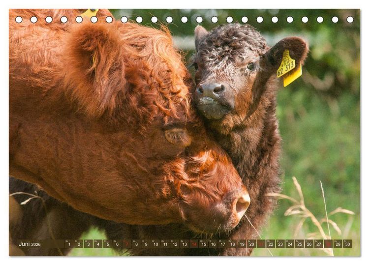 Produktbild: Galloway K&auml;lbchen - Liebenswert und lockig (Tischkalender 2026 DIN A5 quer), CALVENDO Monatskalender