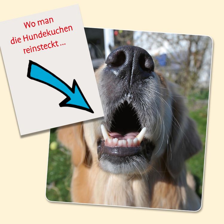 Produktbild: Uli Stein f&uuml;r Tierfreunde: Viel Spa&szlig; mit Hunden