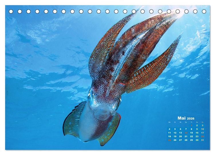 Produktbild: Tiere des Meeres: Faszination Tauchen (Tischkalender 2026 DIN A5 quer), CALVENDO Monatskalender