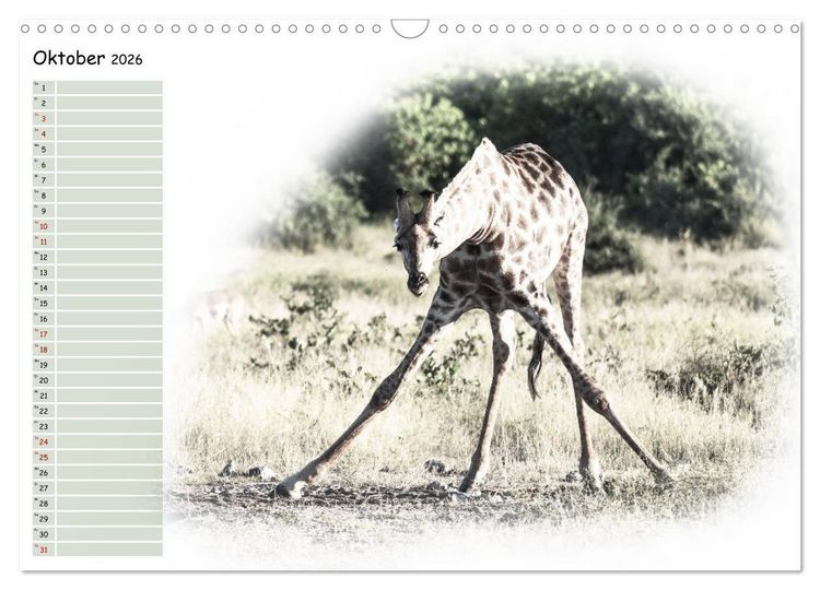 Produktbild: Tierisches Yoga (Wandkalender 2026 DIN A3 quer), CALVENDO Monatskalender