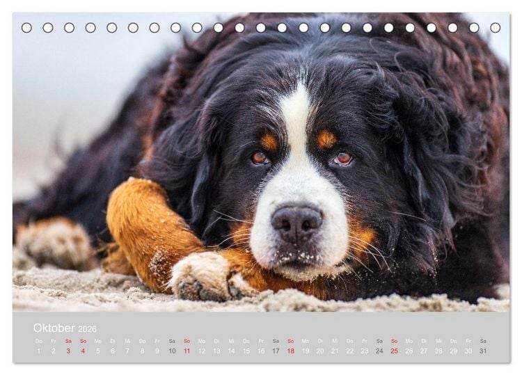 Produktbild: Liebling BERNER SENNENHUND (Tischkalender 2026 DIN A5 quer), CALVENDO Monatskalender