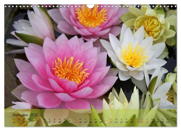 Produktbild: Bl&uuml;ten dicht an dicht (Wandkalender 2026 DIN A3 quer), CALVENDO Monatskalender