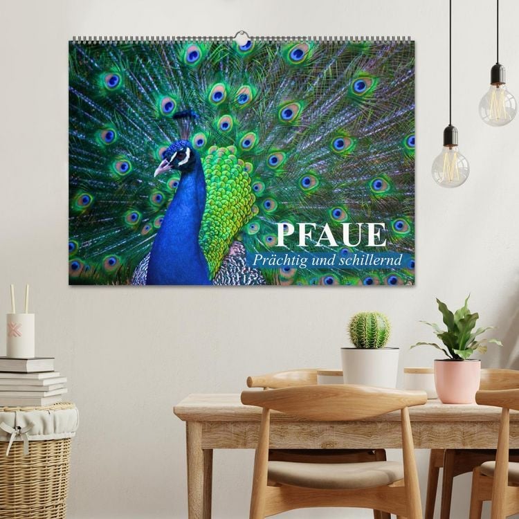 Produktbild: Pfaue. Pr&auml;chtig und schillernd (Wandkalender 2026 DIN A2 quer), CALVENDO Monatskalender