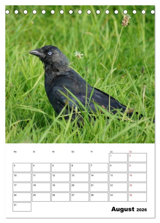 Produktbild: Rabenv&ouml;gel Terminplaner (Tischkalender 2026 DIN A5 hoch), CALVENDO Monatskalender
