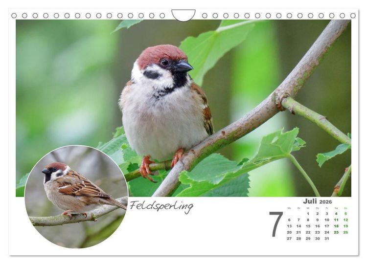 Produktbild: Gefiederte Garteng&auml;ste (Wandkalender 2026 DIN A4 quer), CALVENDO Monatskalender