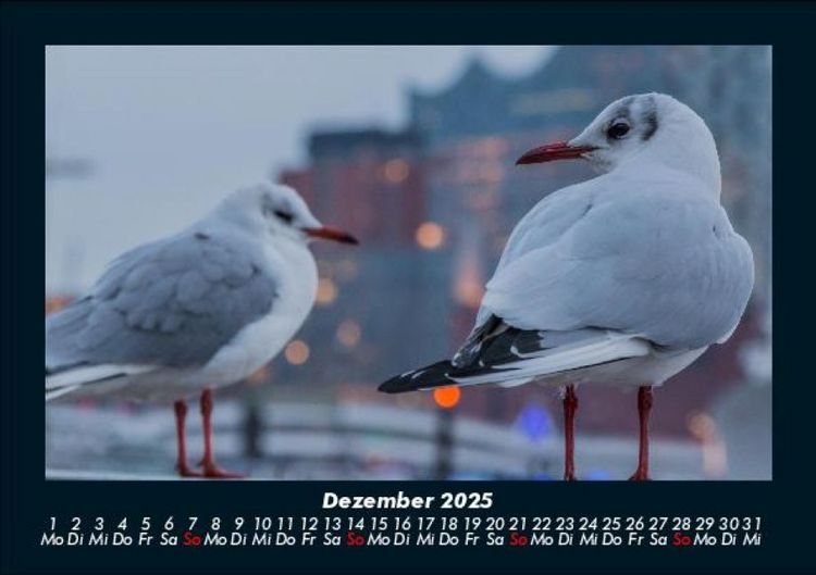 Produktbild: M&ouml;wen 2025 Fotokalender DIN A5