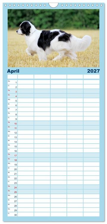 Produktbild: Familienplaner 2027 - Landseer - Das Wasser ist ihr Element mit 5 Spalten (Wandkalender, 21 x 45 cm) CALVENDO