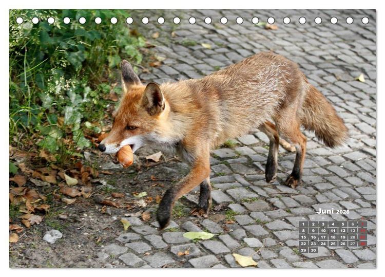 Produktbild: Familie Fuchs hautnah in Berlin (Tischkalender 2026 DIN A5 quer), CALVENDO Monatskalender