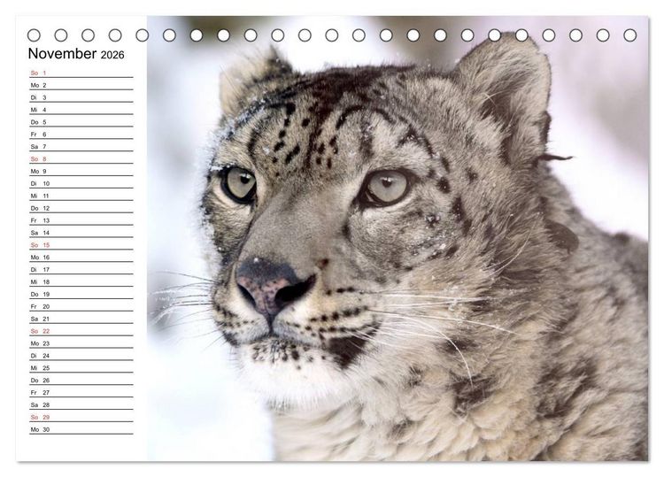 Produktbild: Leoparden. Elegante J&auml;ger (Tischkalender 2026 DIN A5 quer), CALVENDO Monatskalender